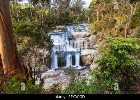 AGNES FALLS, AUSTRALIA - SEPTEMBER 17 2026: A multi tiered waterfall cascades over a series of large, flat rock steps surrounded by a forest of eucaly Stock Photo