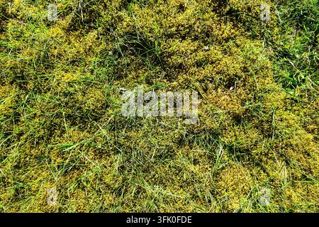 Dense green moss growing vibrant with fresh grass Blades creating a natural organic background Stock Photo