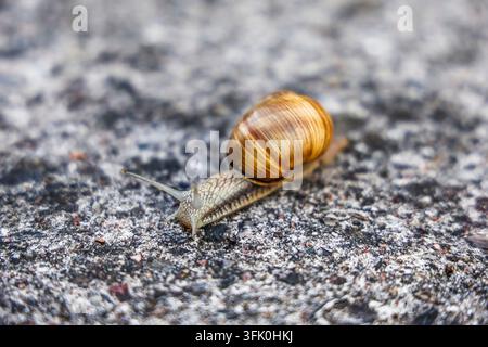 Snail moving across a rough gray surface, showing its shell and extended tentacles Stock Photo