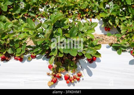 Fresh strawberries ripening on plants covered with white plastic mulch in an agricultural field Stock Photo