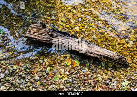 Driftwood partially submerged in clear rippling water with colorful pebbles and fallen autumn leaves Stock Photo