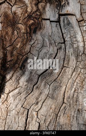 Close-up of heavily cracked and weathered wood grain with a dark aged patina on one side Stock Photo