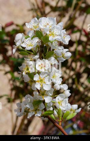 Delicate white pear blossoms with green leaves opening on a tree branch, signalling new growth and the arrival of spring Stock Photo