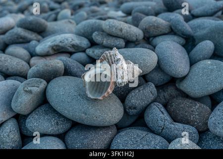 Seashell Resting on Smooth Pebbles by the Coast Stock Photo