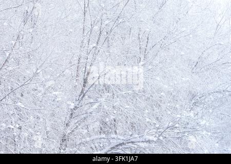 Snow-covered trees fill the frame in a winter landscape, with branches ...