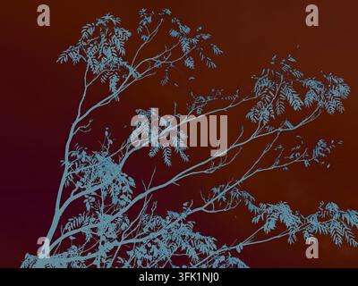 Silhouette of tree branches and leaves against a gradient background. A striking image showcasing the silhouette of a tree with delicate branches and Stock Photo