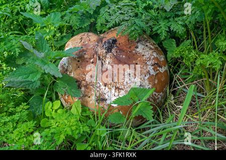 Giant puffball (Calvatia gigantea) mature fruiting body turning brown in meadow in autumn / fall Stock Photo
