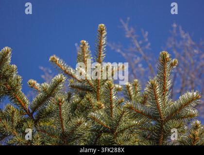 Iced green pine tree branches against a clear blue sky in winter, frozen evergreen nature background. Stock Photo