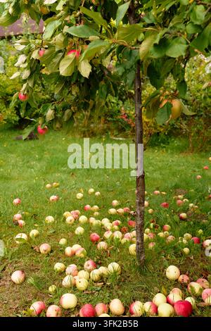 Red apples fallen on green grass under apple tree Stock Photo