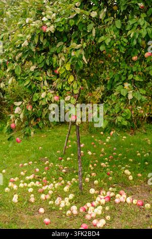 Ripe red apples fallen on green grass under young apple tree Stock Photo