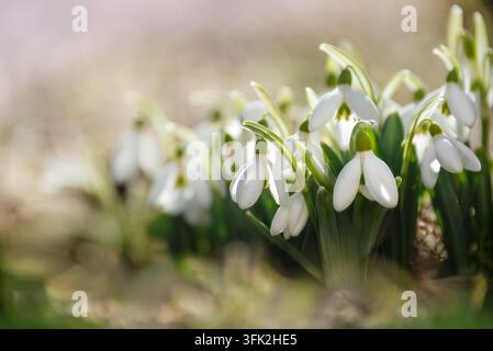 Delicate spring white flowers in the rays of the sun on a spring meadow. Snowdrops. The first spring flowers. Stock Photo