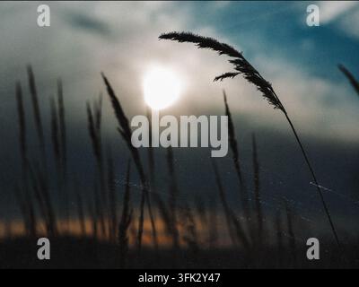 Silhouette of tall grass against a dramatic sky at sunset. The sun peeks through the clouds, casting a warm glow on the field of grass. The sun is set Stock Photo