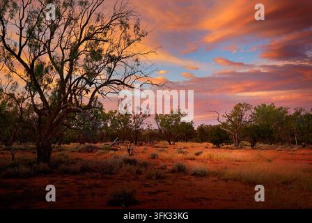 Outback sunset near Eulo, Queensland, Australia, silhouetted eucalyptus tree against vivid orange pink sky, red dirt grassland, remote bushland, drama Stock Photo