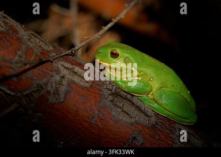 Australian green tree frog Ranoidea caerulea, also White's tree frog, bright green smooth skin, golden eyes, perched on weathered log, nocturnal arbor Stock Photo