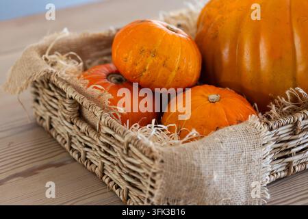 Wicker basket is holding three small orange pumpkins on light wooden tabletop, frayed burlap Stock Photo