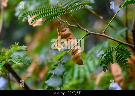 Brown pods hang from a green leafy branch. Foliage glows with soft, natural light. Nature's quiet rhythm captured in stillness. Perfect for background Stock Photo