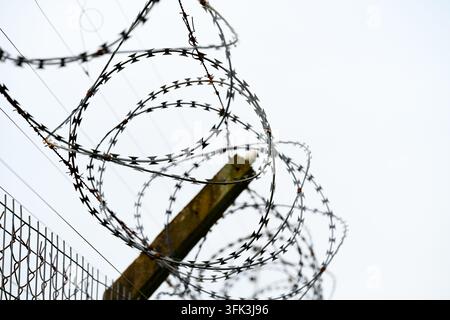 Coiled razor wire hangs heavy against wooden fence post. Barbed wire coils twist upward against gray sky. Fence behind shows dark, weathered metal mes Stock Photo