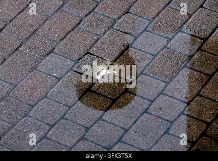 A puddle of water on interlocking stone pavers with an inverted or distorted reflection resembling a drop or shape. Stock Photo
