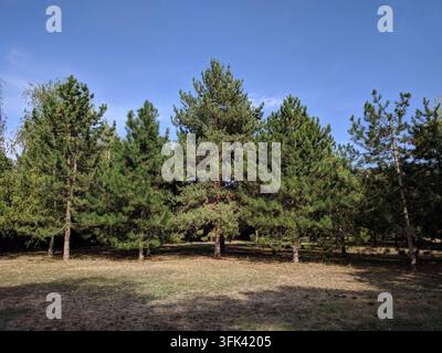 Wide view of a row of tall European black pine Pinus nigra trees under a clear blue sky in the People's Garden public park in Pancevo, Serbia. Stock Photo
