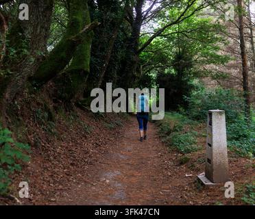 A woman pilgrim with a backpack walks along a shaded forest path, passing a stone milestone marker with a yellow arrow, symbolizing the journey of the Stock Photo