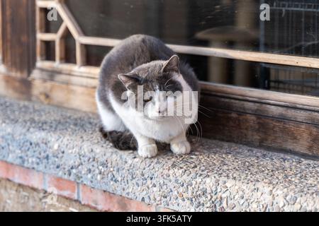 Gray and white domestic shorthair cat lounging lazily on farmhouse windowsill, squinting in relaxed rest Stock Photo