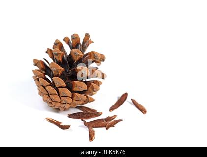 A close-up of three pine cones against a white background Stock Photo