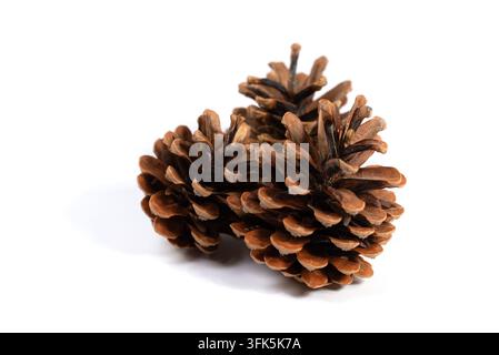 A close-up of three pine cones against a white background Stock Photo