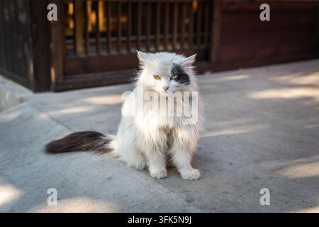 White longhair cat wearing black eye mask sitting upright on concrete floor Stock Photo