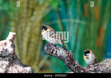 Reed bunting perched on dead branch with reed background Stock Photo