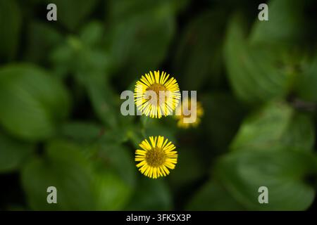 Close-up top-down shot of yellow Inula flowers among green foliage Stock Photo