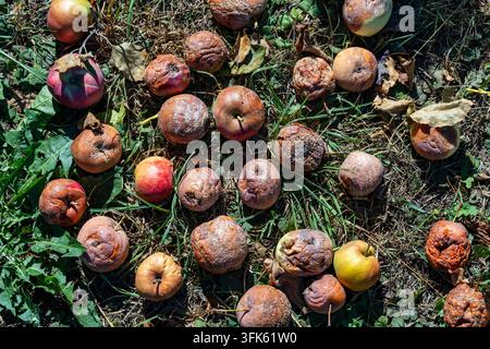 Rotten apples on the ground in autumn orchard top view, close up. Collection of rotting and wrinkled windfall apples scattered over green grass and dr Stock Photo