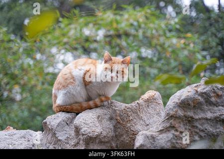 Orange and white stray cat on rockery stone in front of park greenery Stock Photo