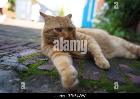 Ginger cat stretching lazily on mossy red brick path Stock Photo