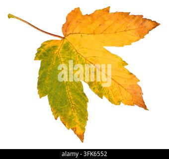 Autumn leaf isolated on white background Stock Photo
