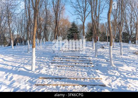 Stone steps path in park leading to pine forest after snow, clear winter day Stock Photo