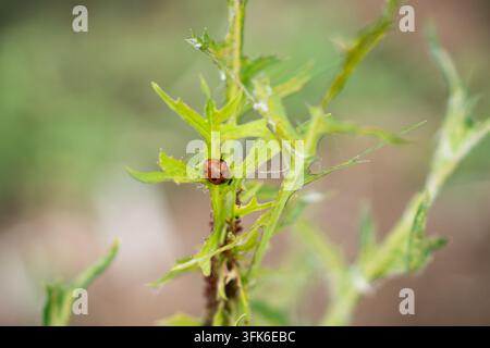 Red ladybug on spiky green grass stem Stock Photo