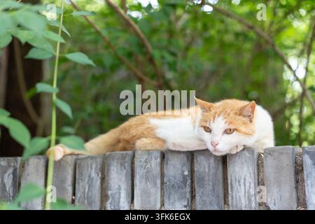 Orange and white cat lounging lazily on brick wall, daydreaming Stock Photo