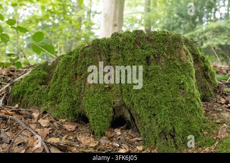 Large fallen tree trunk covered in thick green moss on the woodland floor. Stock Photo