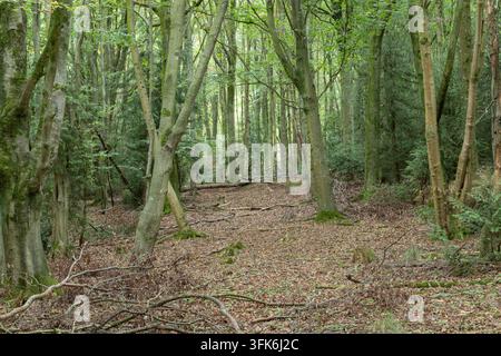 Woodland path winding through a dense green deciduous forest with trees and leaf litter covering the forest floor. Stock Photo