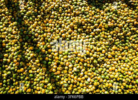 Narayanganj, Bangladesh - 09 November 2021: View of a large pile of harvested betel nuts in various stages of ripeness, ranging from green to yellow a Stock Photo