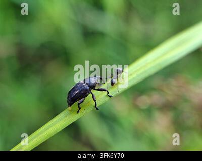 Macro shot of a dark brown weevil beetle interacting with a black ant on a thin green grass blade against a soft blurred background Stock Photo