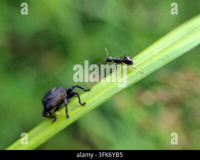 Macro shot of a black ant on a green grass blade with a blurred weevil beetle in the foreground against a soft natural bokeh background Stock Photo