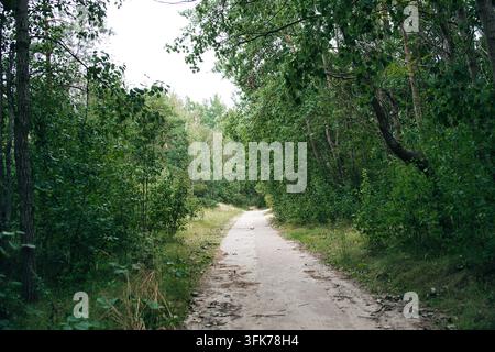 Sandy Dirt Path Winding Through Dense Green Forest Trees Stock Photo