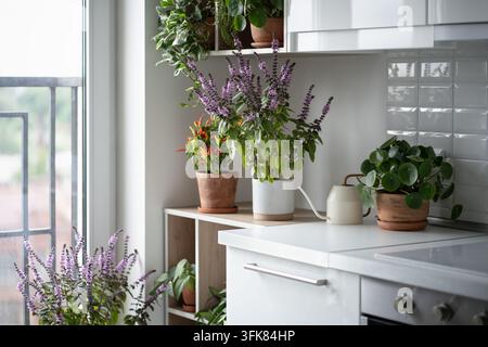 Flowering Thai basil and dwarf chili pepper decorate cozy kitchen garden with houseplants. Stock Photo