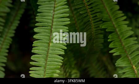 Close view of a green fern frond with repeating leaflets and textured central stem surrounded by darker overlapping foliage in a dense natural botanic Stock Photo