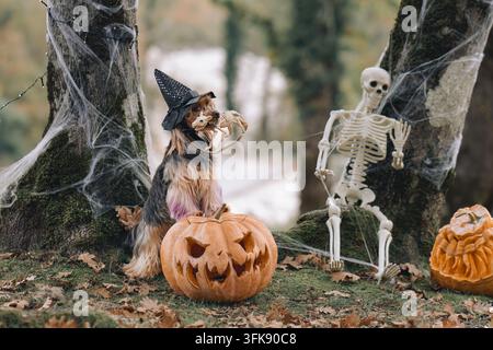 Yorkshire Terrier in a pointed hat poses on a carved pumpkin near a skeleton. Cobweb-covered trees complete the spooky woodland holiday decoration. Stock Photo