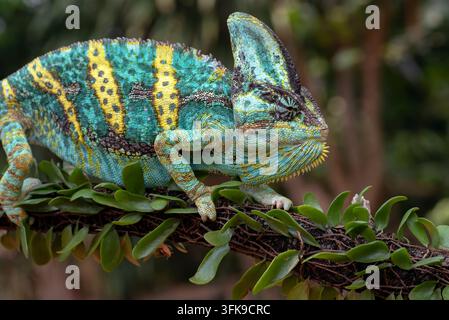 Veiled Chameleon (Chamaeleo calyptratus) Perched on Leafy Branch Stock Photo