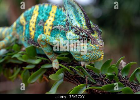 Veiled Chameleon (Chamaeleo calyptratus) Perched on Leafy Branch Stock Photo