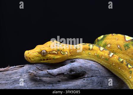 Yellow Morph Green Tree Python (Morelia viridis) Rested on Wooden Branch Stock Photo