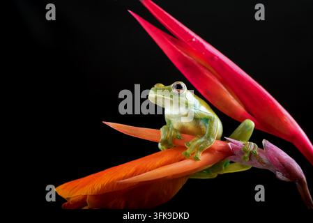 Green Tree Frog (Litoria caerulea) Clinging to Orange Canna Flower Stock Photo